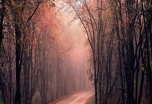 中国品牌首次组建“全球化鼕(dōng)奧(ào)战队”，TCL之(zhī)队全球化鼕(dōng)奧(ào)战队阵容揭晓